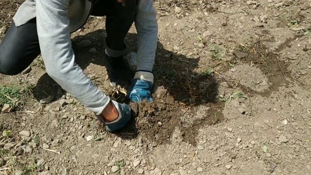 Высадка томатов на каменную грядку #огородбезхлопот #советысадоводу #высадкатоматов