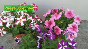 Best Fertilizer for petunia flowers || How to care petunia flower plant || Petunia flower care ||