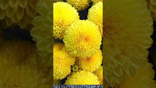 Поздравление для дочери смотреть онлайн