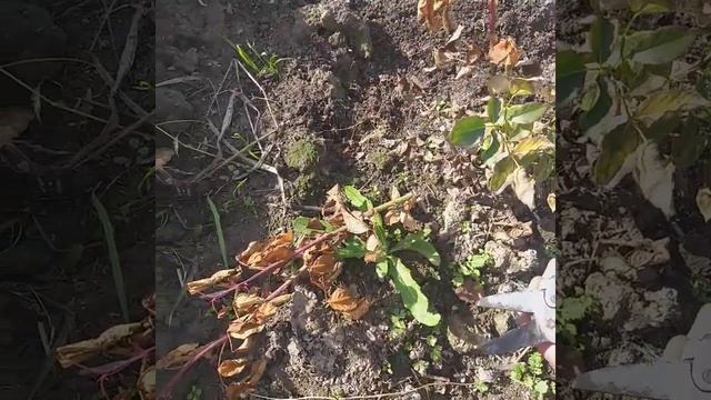 Посадил ,притенил.Защита от солнца,притенение растений. смотреть онлайн