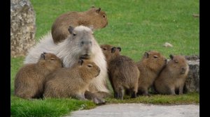 МЦ Лучник - В долгий путь (1 раунд 17 независимого).mp4