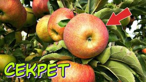 Хотите мощный урожай яблок в этом году делайте так весной! Уход за яблоней весной