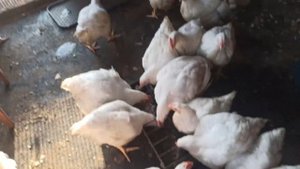 Доработка зернодробилки. Броллерам дробим зерно сами.