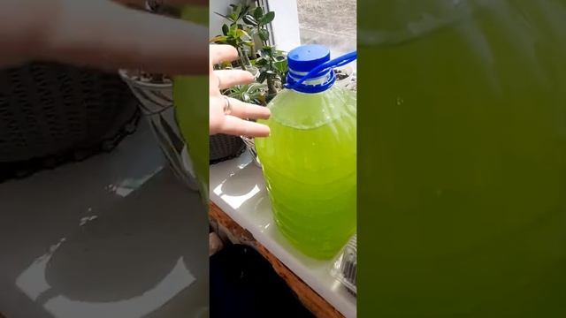 Хлорелла. Выращиваем одноклеточную водоросль.