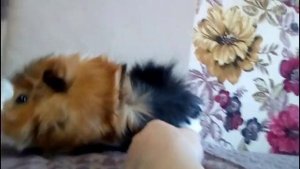 Какой пол морских свинок лучше?! Мифы о свинках!