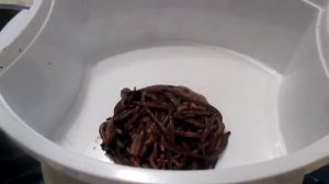 Дендробена №1 через 3месяца 3недели после заселения коконов в субстрат, а также градация червя по н