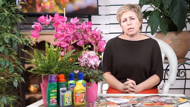Гортензия метельчатая ФРАЙЗ МЕЛЬБА (Fraise Melba Renault) ? Cоветы по выращиванию -  прямой эфир