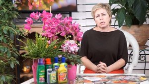 Гортензия метельчатая ФРАЙЗ МЕЛЬБА (Fraise Melba Renault) ? Cоветы по выращиванию - прямой эфир