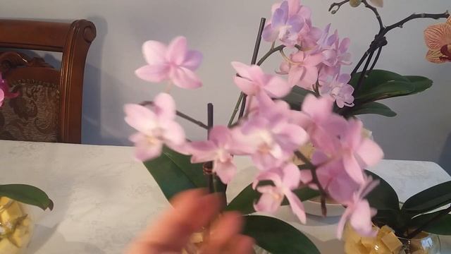 ОРХИДЕЯ "ГРАЦИЯ" GRAZIA И ДРУГИЕ МИНИ-ОРХИДЕИ смотреть онлайн