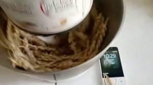 Механический обмолот пшеницы в домашних условиях в 21-м веке
