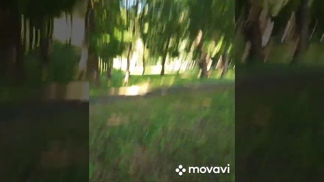 лес возле санатория ленина Бобруйск