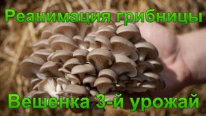 Реанимация грибницы Вешенки.