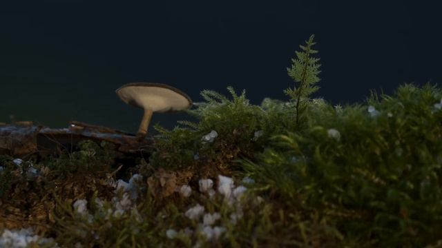 What Are The Health Benefits Of Reishi Mushroom? |Top health benefits of reishi mushroom powder- DX смотреть онлайн