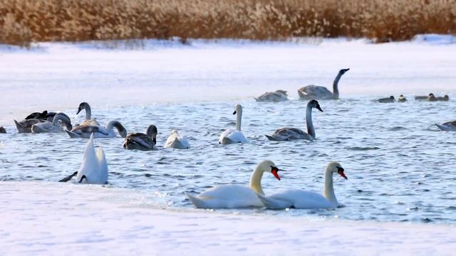 Лебеди и утки на Вадском озере 23 февраля 2023 смотреть онлайн