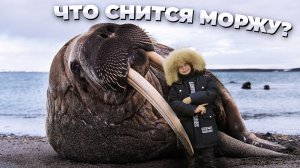 Кто такой Морж быстрый краткий обзор / Морж крутится в воде, морж на льду, моржи зимой