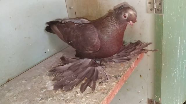 Вывожу любимую породу голубей. смотреть онлайн