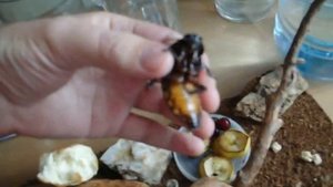 Мадагаскарский шипящий таракан.avi