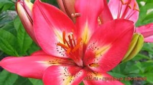 Лилия азиатская Арсенал (lilium) ? лилия Арсенал обзор: как сажать рассада, луковицы лилии Арсенал