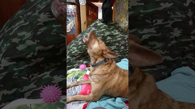 Собака и сигнал воздушной тревоги. смотреть онлайн