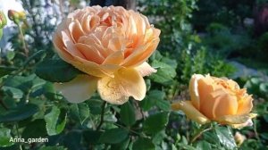роза Golden Celebration® (AUSgold) гОлден селебрЕйшн Austin Великобритания, 1992