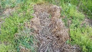 И снова грядочки по Овсинскому. Эффективное накопление влаги!