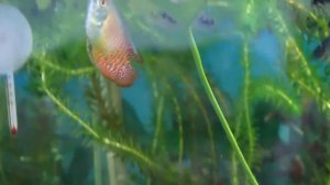 Лялиус и Гурами