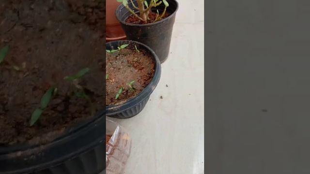 A small and little garden!!! # garden #plants #tomatoplant #chilli #roseplant