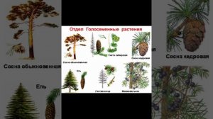 ? Видеоурок ?Биология 5-класс (10-тема)Тема: Высшие растения