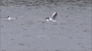 2 мая 2023, Великий Новгород, Озёрная Чайка собирает материал для строительства гнезда