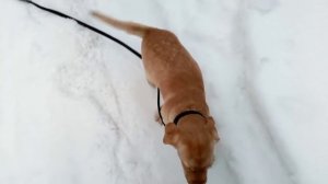 Гуляем с щенком зимой в лесу (Лабрадор Сэм, 3мес.)