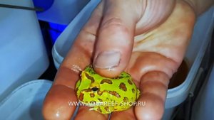 Лягушки Рогатки (Frog Horn Pacman)