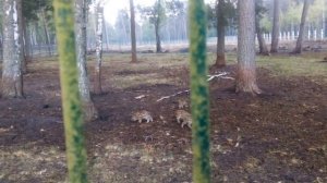 Едем в Беларусь, Беловежская пуща, Гродно, часть 2