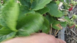 15.06.24 Антеа земляника, 2-летний куст, Подмосковье/Можайск, #земляника #антеа