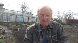 Посадка гладиолусов в клумбу