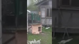 Я пытаюсь приучить собаку к будке ??