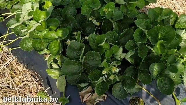 Сорт клубники Маригетт ? НСД. Belklubnika.by.mp4 смотреть онлайн