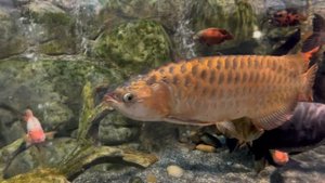 Океанариум