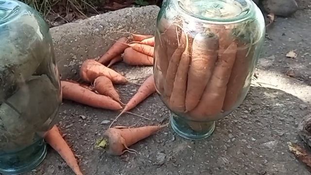 Лучший способ хранения моркови
