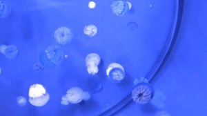 Что делать, если съел плесень опасно ли это для организма и какие продукты можно спасти