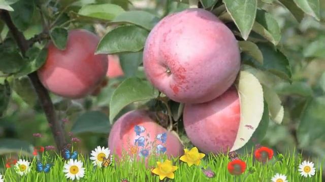 Яблоня обыкновенная Подарок Графскому ? Посадка. саженцы, крупномеры яблони: особенности сорта