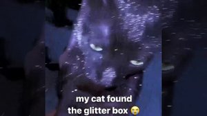 Звездный кот. Кот просто космос!