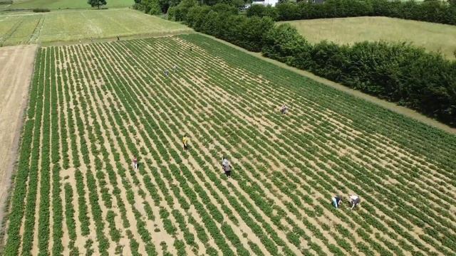 Собираем клубнику, клубничое поле, Влог смотреть онлайн