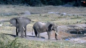 Дикая природа Африки Носорог пытается  напиться воды вне очереди :) Слон прогнал чужака... Засуха