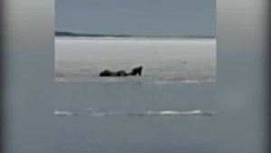 Сахалинец снял на видео, как рыбак провалился под лёд на Большом Буссе