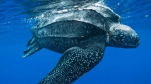 Кожистая черепаха, лут (лат. Dermochelys coriacea)