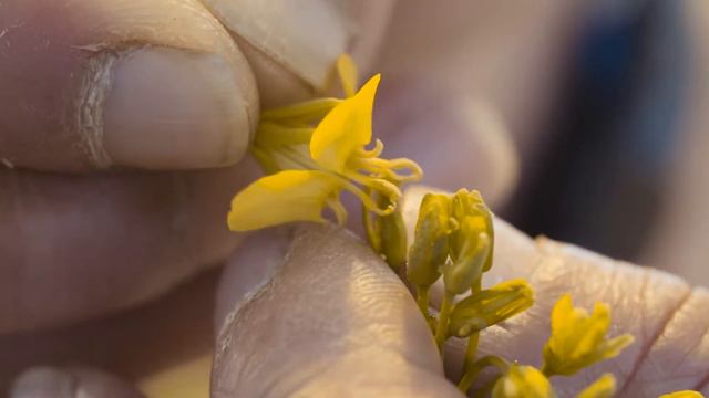 ЕВРАЛИС СЕМАНС эксперт в семенах смотреть онлайн