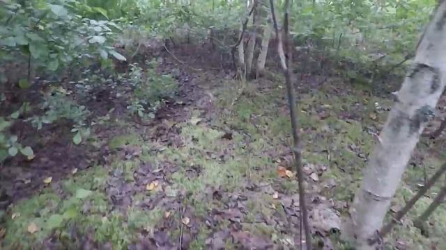 ❗ГРИБЫ НА КАЖДОМ ШАГУ В ЛЕСАХ ПОДМОСКОВЬЯ.?ПОДБЕРЁЗОВИКИ НА БОЛОТЕ.?Грибы растут на Даче. смотреть онлайн