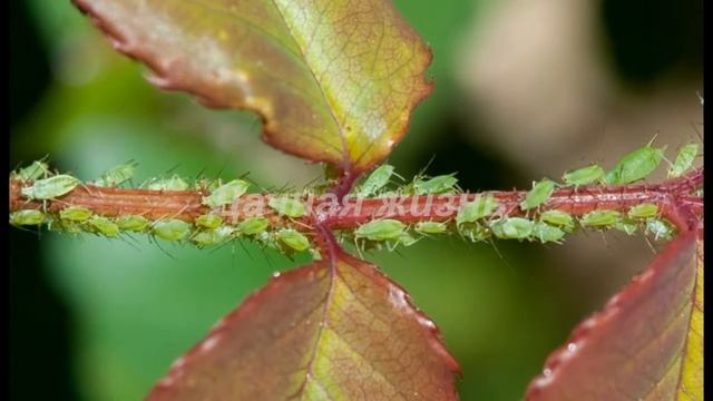 Как бороться с тлей на розах - How to deal with aphids on roses смотреть онлайн