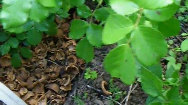 Скорлупа ореха для мульчирования роз и лилий