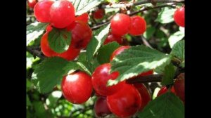 Кисло-сладкий сорт красной смородины Натали